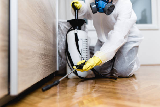 Best Pest Control Treatment  in Stonewall, LA