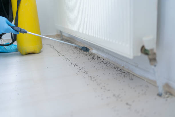 Best Termite Control Services  in Stonewall, LA
