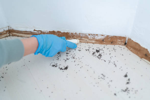 Best Wasp Removal Services  in Stonewall, LA